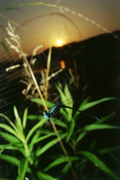 Dragonfly resting on spider web